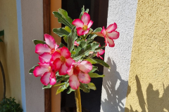 IMG-20241016-WA0001