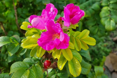 IMG-20241016-WA0004