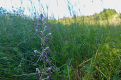 monitoring-jadranska-kozonosa-2