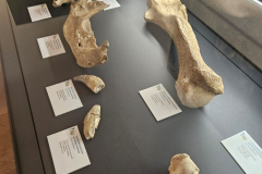 gostujuca-izlozba-muzeja-krapinskih-neandertalaca-2