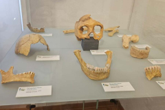 gostujuca-izlozba-muzeja-krapinskih-neandertalaca-4
