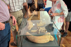 gostujuca-izlozba-muzeja-krapinskih-neandertalaca-9
