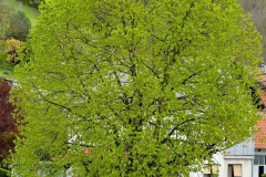 pusca-lipa-1