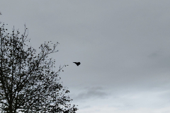 IMG-3415563650854e75ebe502a20a39cb75-V