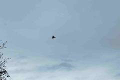 IMG-8bff545c496ac12b7e4b14459e48f922-V