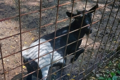 zoo-ervenik-10